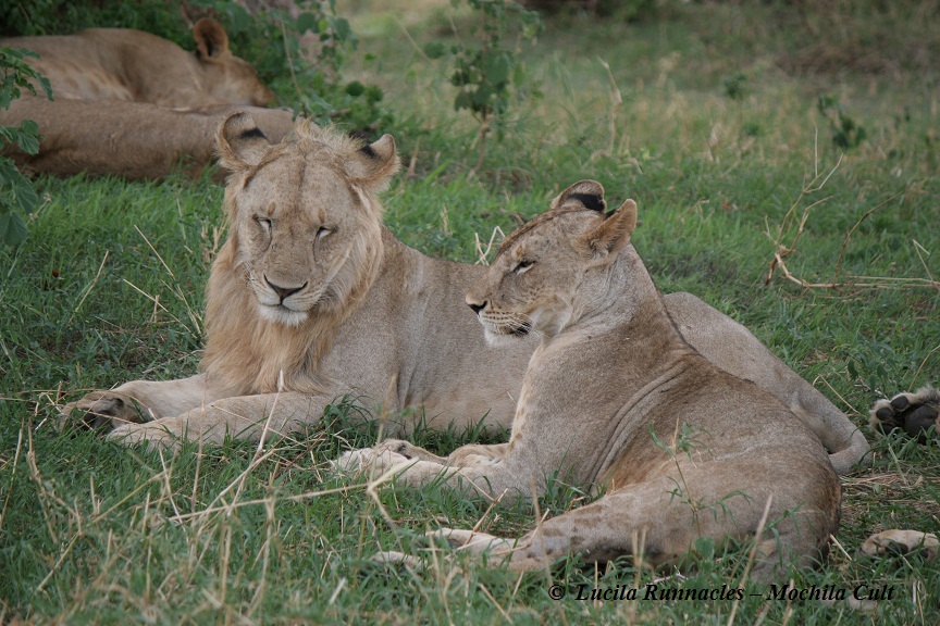 lions serengeti