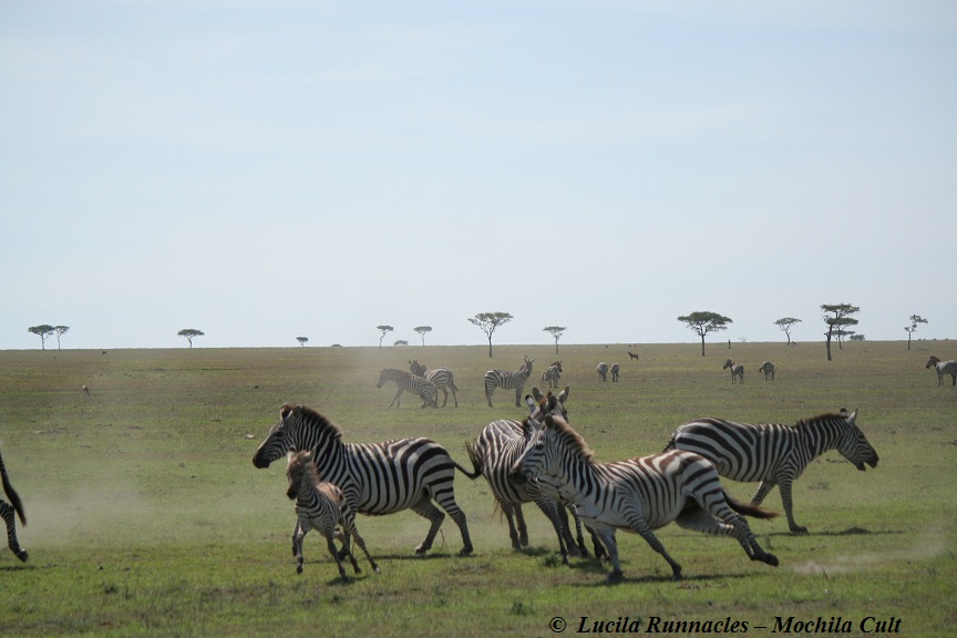 zebra safari