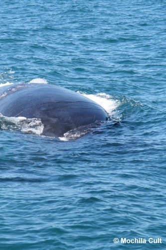 madryn baleias