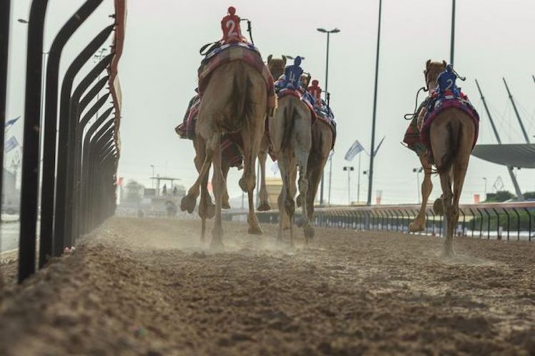 corrida de camelos dubai